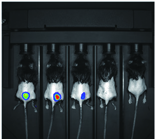 MOIS HT - 5-channel anesthesia tray and active scavenging masks